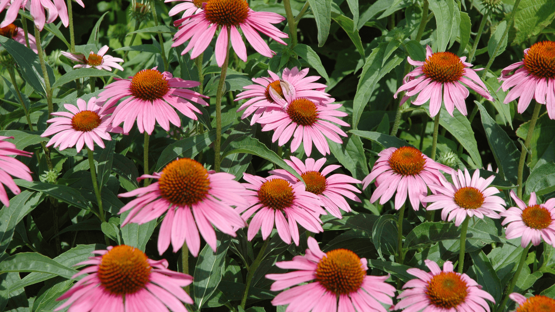 Premium Echinacea kaufen